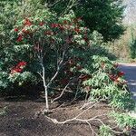 Rhododendron barbatum Hábito