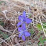 Delphinium consolidaFlor