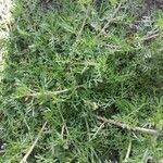 Lepidium didymum 形態