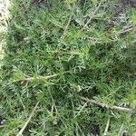 Lepidium didymum Агульны выгляд