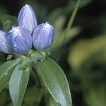 Gentiana clausa Blüte