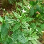 Epilobium roseum Fuelha