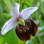 Ophrys fuciflora മറ്റ്