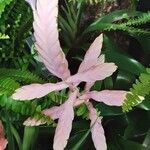 Tillandsia guatemalensis 花