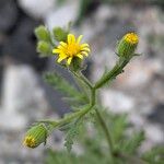 Senecio viscosus फूल