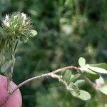 Trifolium lappaceum Flower