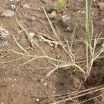 Lomatium triternatum Hàbitat