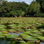 Victoria amazonica Foglia