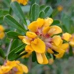 Pultenaea daphnoidesBlüte