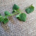Sutera cordata Hoja