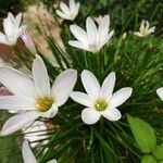 Zephyranthes candida 花