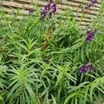 Angelonia biflora Vekstform