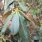 Rhododendron sinogrande Blad