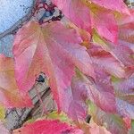 Parthenocissus tricuspidata Folio