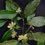 Guatteria australis Flor