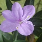 Barleria observatrix Λουλούδι