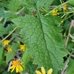 Senecio deltoideus Hoja