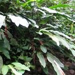 Heliconia trichocarpa Hábito