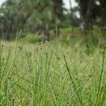 Cyperus obtusatus Habitus