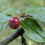 Cotoneaster obscurus