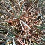 Dianthus crinitus Leaf