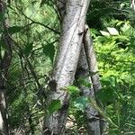 Betula populifolia Corteccia