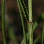 Helictotrichon sedenense Leaf