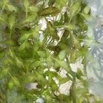 Lemna trisulca Leaf
