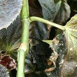 Begonia cucullata cv. 'Doublet Rose Pink' Habitus