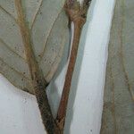 Couepia excelsa Other