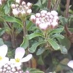 Iberis carnosa Hoja