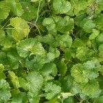 Hydrocotyle sibthorpioidesList