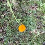 Leucanthemum virgatum 花