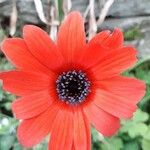 Anemone pavoniana Virág
