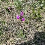 Primula pauciflora Fiore