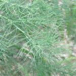 Asparagus tenuifolius পাতা