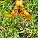 Cypella herbertii Flower