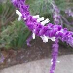 Salvia leucantha花