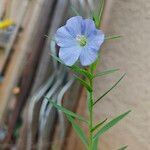 Linum usitatissimumFloare