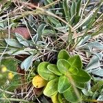 Veronica bellidioides Likasa