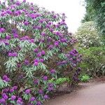 Rhododendron niveum Hábitos