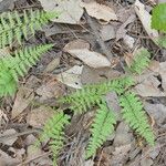 Athyrium asplenioides Hábito