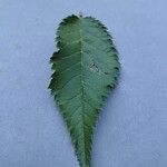 Zelkova serrata Leaf