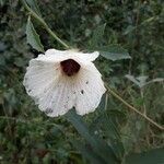 Hibiscus aculeatus