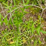 Cirsium discolor Hoja