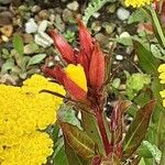 Oenothera fruticosa Blüte
