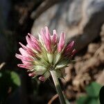 Trifolium thalii ফুল