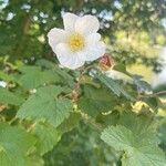 Rubus deliciosus Floro