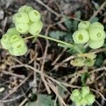 Valeriana vesicaria Ffrwyth