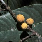 Garcinia benthamiana Fruit